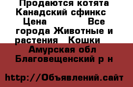 Продаются котята Канадский сфинкс › Цена ­ 15 000 - Все города Животные и растения » Кошки   . Амурская обл.,Благовещенский р-н